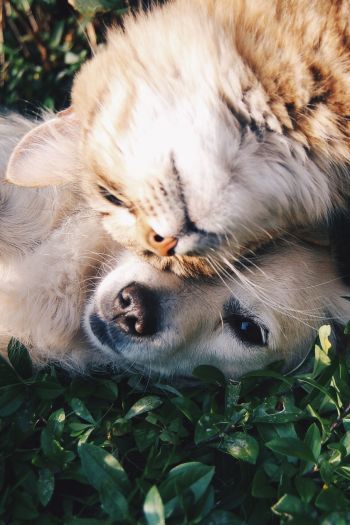 cat and dog, friends, cute Wallpaper 640x960