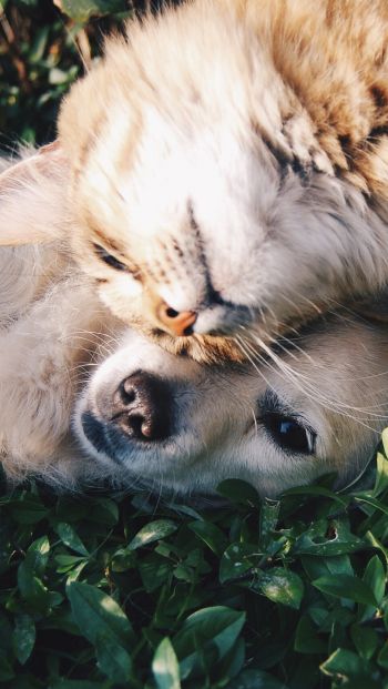 cat and dog, friends, cute Wallpaper 640x1136