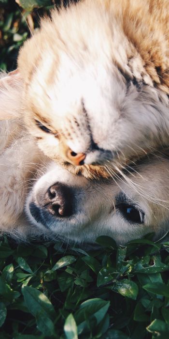 cat and dog, friends, cute Wallpaper 720x1440