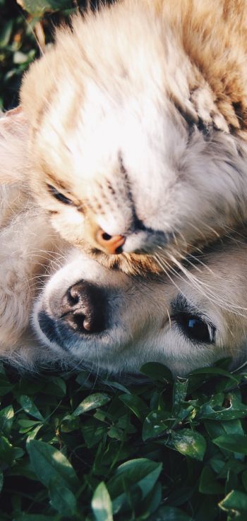 cat and dog, friends, cute Wallpaper 720x1520