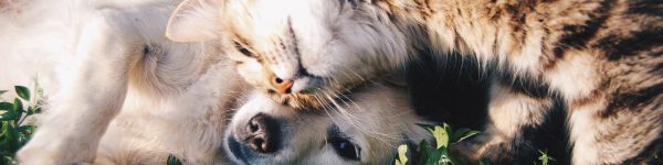 cat and dog, friends, cute Wallpaper 1590x400