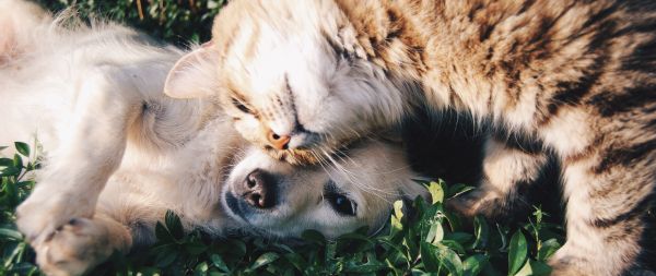 cat and dog, friends, cute Wallpaper 2560x1080