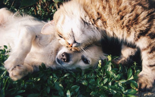 cat and dog, friends, cute Wallpaper 2560x1600
