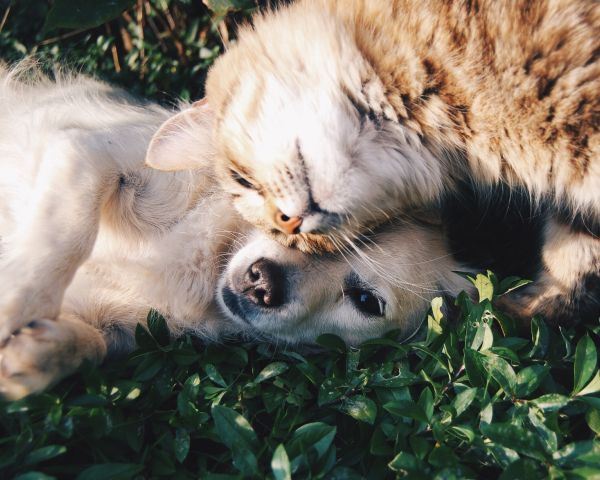 cat and dog, friends, cute Wallpaper 1280x1024