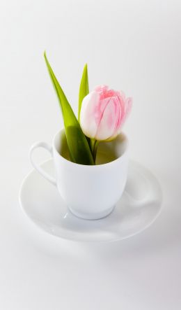tulip, flower arrangement, white Wallpaper 600x1024