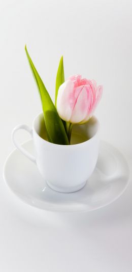 tulip, flower arrangement, white Wallpaper 1440x2960