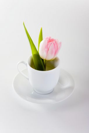 tulip, flower arrangement, white Wallpaper 2592x3888