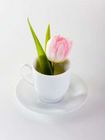 tulip, flower arrangement, white Wallpaper 2048x2732