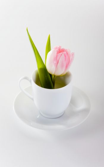 tulip, flower arrangement, white Wallpaper 1200x1920