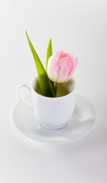 tulip, flower arrangement, white Wallpaper 600x1024