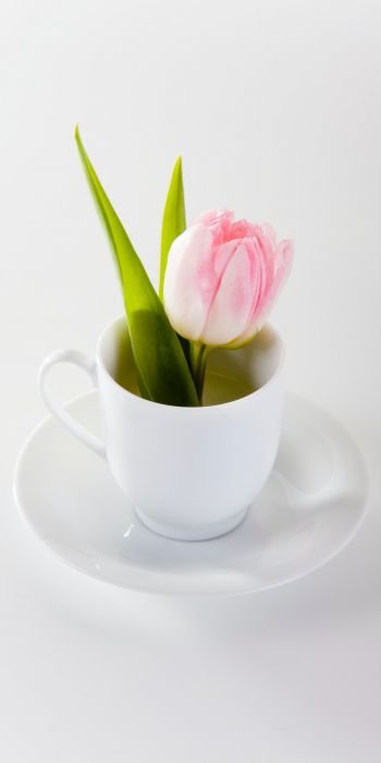 tulip, flower arrangement, white Wallpaper 720x1440