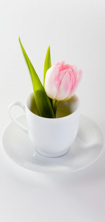 tulip, flower arrangement, white Wallpaper 1080x2280