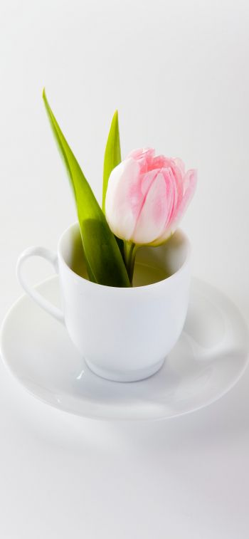 tulip, flower arrangement, white Wallpaper 1170x2532