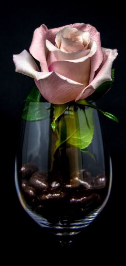 Обои 720x1520 розовая роза в бокале, на черном фоне