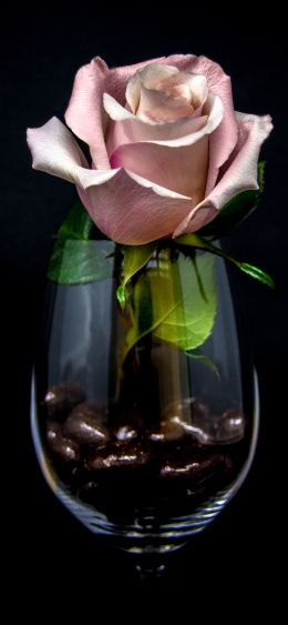 pink rose in a glass, on black background Wallpaper 1080x2340