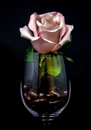 pink rose in a glass, on black background Wallpaper 1668x2388