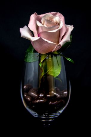 Обои 3593x5389 розовая роза в бокале, на черном фоне