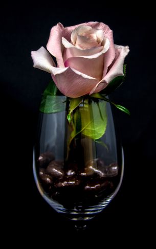 pink rose in a glass, on black background Wallpaper 1752x2800