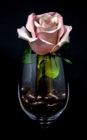 Обои 1200x1920 розовая роза в бокале, на черном фоне