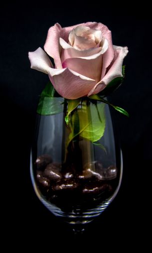 Обои 1200x2000 розовая роза в бокале, на черном фоне