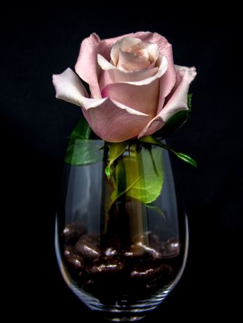 Обои 1620x2160 розовая роза в бокале, на черном фоне
