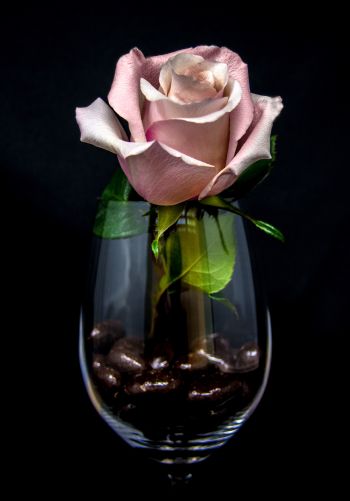 Обои 1668x2388 розовая роза в бокале, на черном фоне