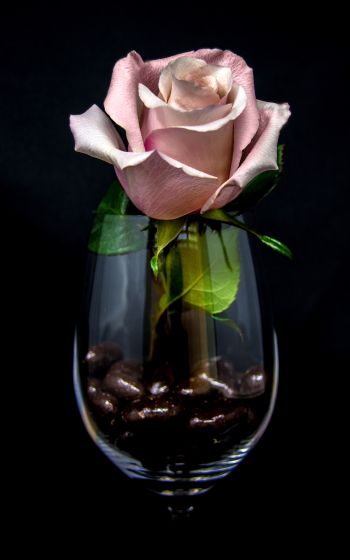 Обои 800x1280 розовая роза в бокале, на черном фоне