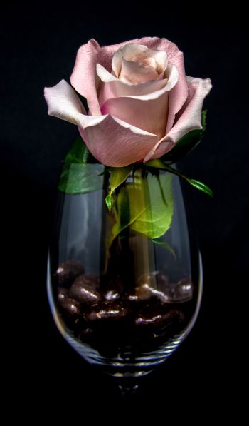 Обои 600x1024 розовая роза в бокале, на черном фоне