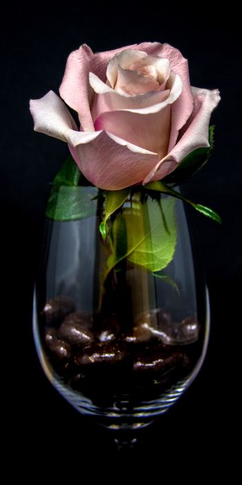 Обои 720x1440 розовая роза в бокале, на черном фоне