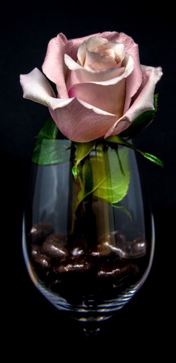 pink rose in a glass, on black background Wallpaper 1080x2220