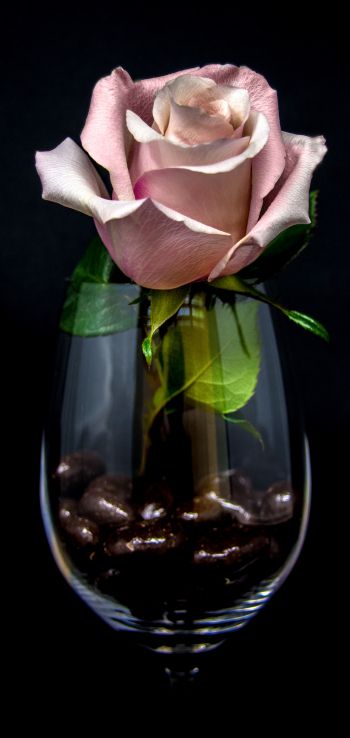 Обои 1080x2280 розовая роза в бокале, на черном фоне