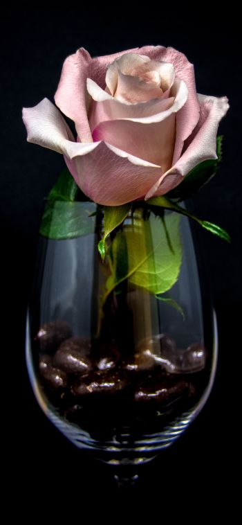 Обои 1080x2340 розовая роза в бокале, на черном фоне