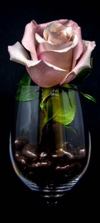 Обои 1440x3200 розовая роза в бокале, на черном фоне