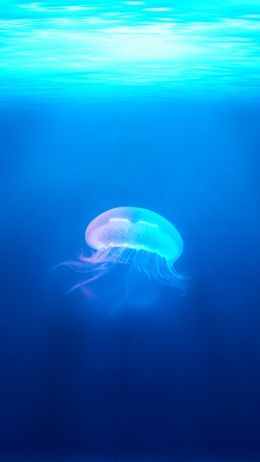 jellyfish, underwater world, blue Wallpaper 720x1280
