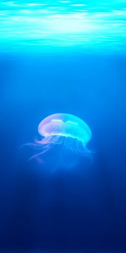 jellyfish, underwater world, blue Wallpaper 720x1440