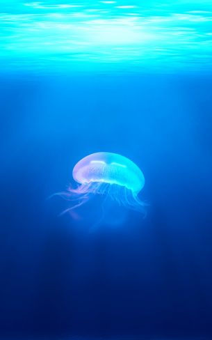 jellyfish, underwater world, blue Wallpaper 1200x1920