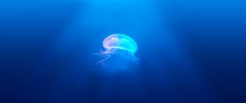Обои 2560x1080 медуза, подводный мир, синий