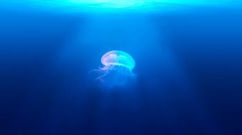 Обои 1920x1080 медуза, подводный мир, синий