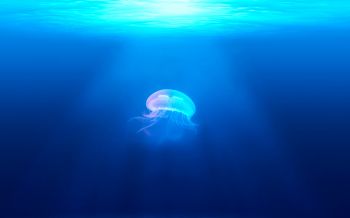 Обои 1920x1200 медуза, подводный мир, синий