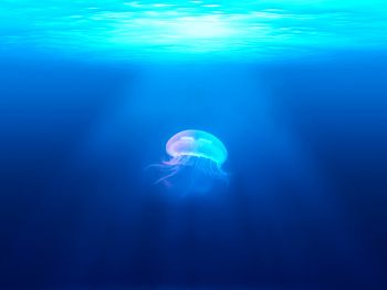 Обои 800x600 медуза, подводный мир, синий