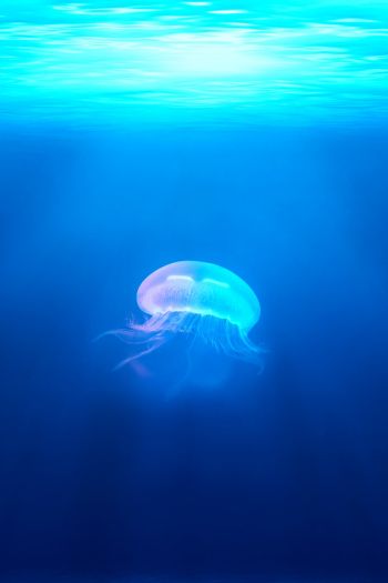Обои 640x960 медуза, подводный мир, синий