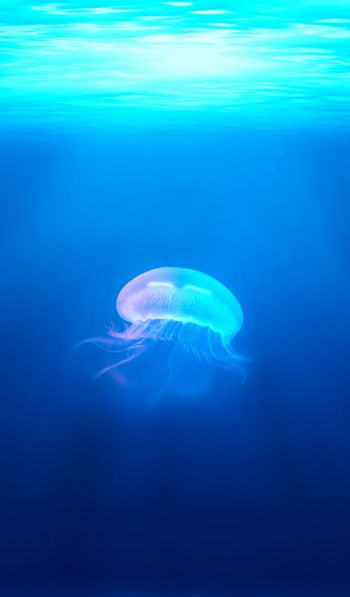 Обои 600x1024 медуза, подводный мир, синий