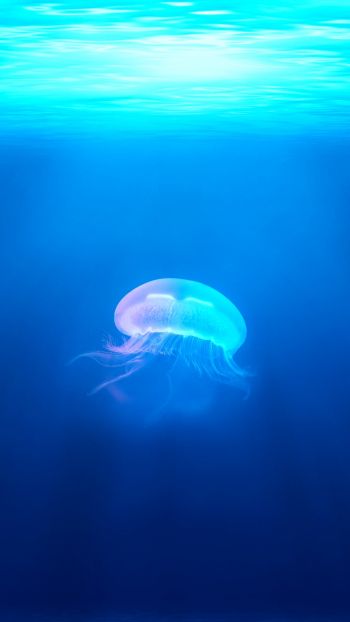 Обои 750x1334 медуза, подводный мир, синий