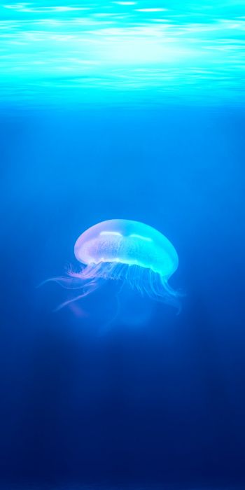 Обои 720x1440 медуза, подводный мир, синий