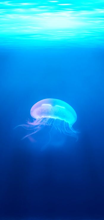 Обои 720x1520 медуза, подводный мир, синий