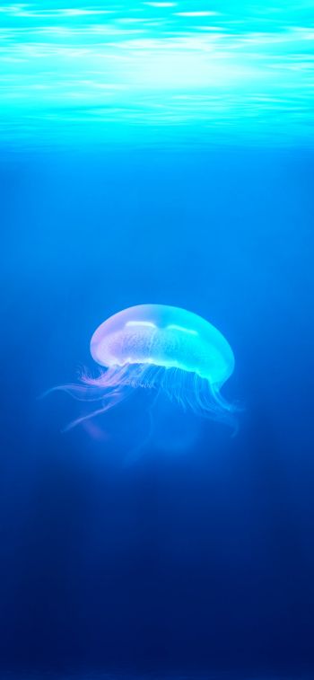 Обои 828x1792 медуза, подводный мир, синий