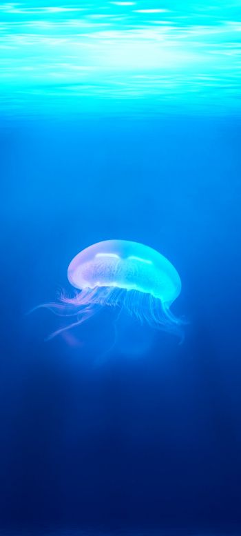 Обои 720x1600 медуза, подводный мир, синий