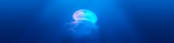 jellyfish, underwater world, blue Wallpaper 1590x400