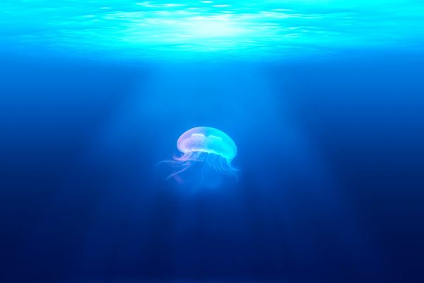 Обои 3000x2000 медуза, подводный мир, синий