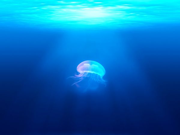 jellyfish, underwater world, blue Wallpaper 800x600
